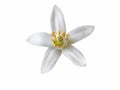 Orange tree blossom single white flower isolated on white Royalty Free Stock Photo