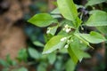 Orange tree blossoms day scene Royalty Free Stock Photo