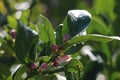 Orange tree blossoms and leaves Royalty Free Stock Photo