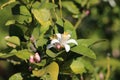 Orange tree blossoms Royalty Free Stock Photo