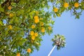 Orange tree, blue sky and palm tree Royalty Free Stock Photo