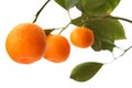 Orange tree branch