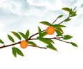 Orange tree branch