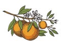 Orange tree branch color sketch engraving vector Royalty Free Stock Photo