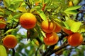 Orange tree and orange fruits in sunlight and blue sky in background