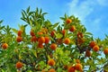 Orange tree and orange fruits