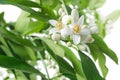 Orange tree branches with flowers, buds and leaves isolated on white Royalty Free Stock Photo