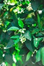 orange tree branches with white flowers. citrus tree blossoms