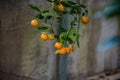 Orange tree branches heavy with fruit hanging down Royalty Free Stock Photo