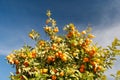 Orange tree - Citrus sinensis