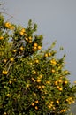 Orange tree Citrus x sinensis with fruits.