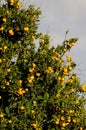 Orange tree Citrus x sinensis with fruits.