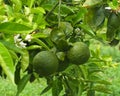 Orange Tree Or Citrus Ãâ Sinensis In Heraklion Crete Greece Royalty Free Stock Photo