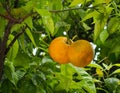 Orange Tree Or Citrus Ãâ Sinensis In Heraklion Crete Greece Royalty Free Stock Photo