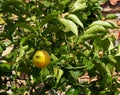 Orange Tree Or Citrus Ãâ Sinensis In Heraklion Crete Greece Royalty Free Stock Photo