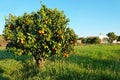 Orange tree in the countryside from Portugal Royalty Free Stock Photo