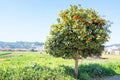 Orange tree in the countryside Portugal Royalty Free Stock Photo