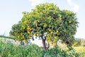 Orange tree in the countryside Portugal Royalty Free Stock Photo