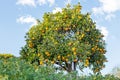Orange tree in the countryside from Portugal Royalty Free Stock Photo