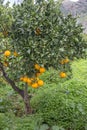 Orange tree in Crete Royalty Free Stock Photo