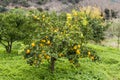Orange tree in Crete Royalty Free Stock Photo