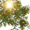 Orange tree 3d Rendering Illustration