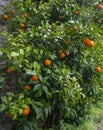 an orange tree in the detail (Bitter orange, Sour Orange - bigarade Royalty Free Stock Photo