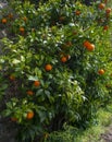 an orange tree in the detail (Bitter orange, Sour Orange - bigarade Royalty Free Stock Photo