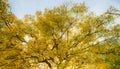 Orange tree in fall, big tree with many branches