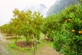 Orange tree - Orange Farm in a row, Chiang-Mai Royalty Free Stock Photo