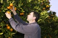 Orange tree field farmer harvest picking fruits Royalty Free Stock Photo