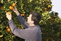 Orange tree field farmer harvest picking fruits Royalty Free Stock Photo