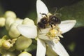 Orange tree flower and bee Royalty Free Stock Photo