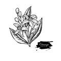 Orange tree flower bloom. Vector drawing. Engraved vintage illustration. Isolated hand drawn branch Royalty Free Stock Photo