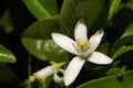 Orange tree flower - Citrus x sinensis Royalty Free Stock Photo