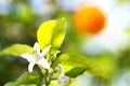 orange tree flower