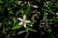 Orange tree flower, known as azahar, on a sunlit branch Royalty Free Stock Photo
