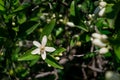 Orange tree flower, known as azahar, on a sunlit branch Royalty Free Stock Photo