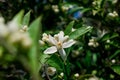 Orange tree flower, known as azahar, on a sunlit branch Royalty Free Stock Photo