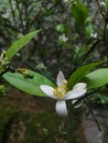 Orange tree flower and leaves picture Royalty Free Stock Photo