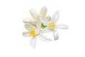 Orange tree flowers and buds bunch isolated on white. Transparent png additional format Royalty Free Stock Photo