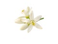 Orange tree flowers and buds bunch isolated on white. Transparent png additional formta Royalty Free Stock Photo