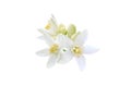 Orange tree flowers bunch closeup isolated on white. Transparent png additional format Royalty Free Stock Photo