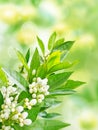 Orange tree flowers garden vertical background Royalty Free Stock Photo