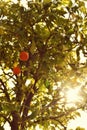 Orange on the tree ; France Royalty Free Stock Photo