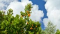 Orange tree fresh harvest time and sunny day blue sky outdoors natural background. Organic healthy freshness produce Royalty Free Stock Photo