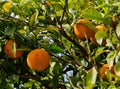 Orange tree