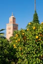 Orange Tree in front of Koutoubia Mosque in Marrakesh Morocco Royalty Free Stock Photo