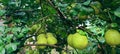 The orange tree in front of the house is bearing abundant fruit Royalty Free Stock Photo