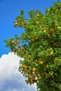 Orange tree with fruits, blue sky with clouds